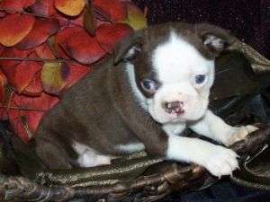 Boston Terrier pui să merg