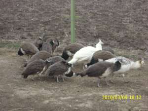 vand pauni standard an 2009