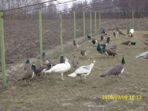 vand pauni standard an 2009