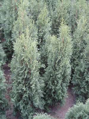 tuia,  buxus ienupar