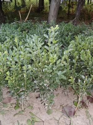 tuia,  buxus ienupar