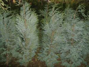 tuia,  buxus ienupar