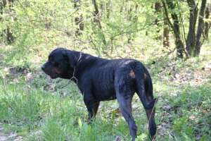 Vand Rottweiler de exceptie