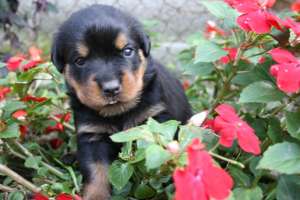 Vand Rottweiler de exceptie