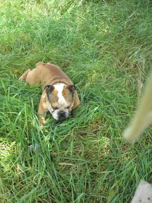 ofer monta mascul bulldog englez