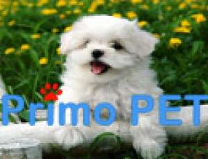 Yorkshire Terrier Toy-Bichon Maltez de Vanzare