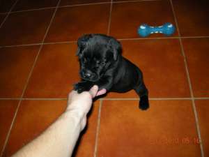 Vand Pui Cane corso