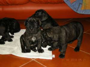 Vand Pui Cane corso