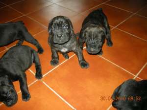 Vand Pui Cane corso