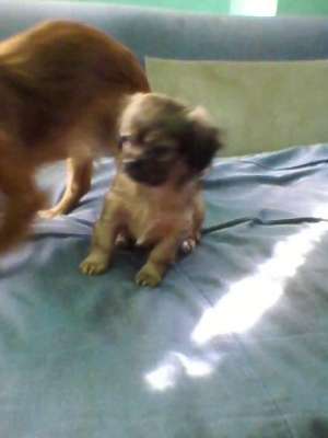 pechinez fetita