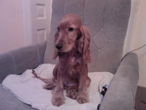vand cocker spaniel