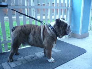 OFER PENTRU MONTA MASCUL bulldog englez
