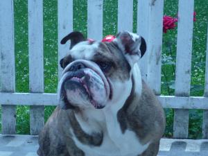 OFER PENTRU MONTA MASCUL bulldog englez