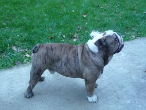 OFER PENTRU MONTA MASCUL bulldog englez