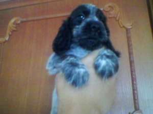 Vand pui Cocker Spaniel Englez