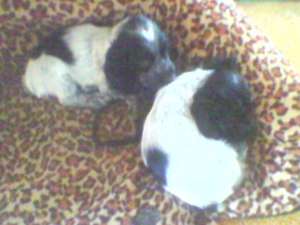 Vand pui Cocker Spaniel Englez