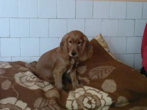 vand cocker spaniel