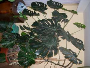 floare FILODENDRON