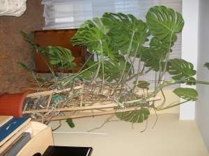 floare FILODENDRON