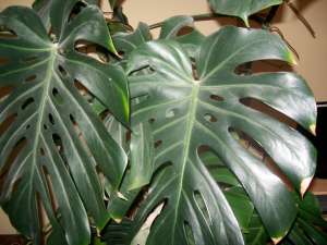 floare FILODENDRON