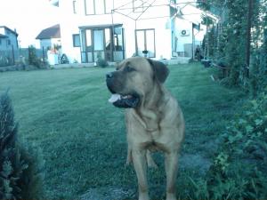 Caut femela Cane  Corso sau Dog de Bordeaux pentru monta