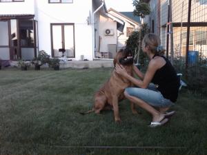 Caut femela Cane  Corso sau Dog de Bordeaux pentru monta