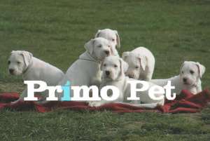 Vand Cane Corso,  Dog Argentinian,  Doberman,  Rottweiler,  Chow-Chow