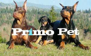 Vand Cane Corso,  Dog Argentinian,  Doberman,  Rottweiler,  Chow-Chow