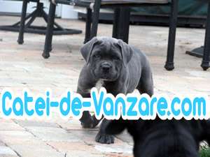 Vand Cane Corso,  Dog Argentinian,  Doberman,  Rottweiler,  Chow-Chow