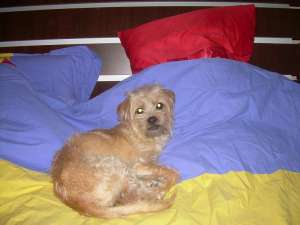 donatie