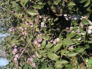 vind prune  40 tone