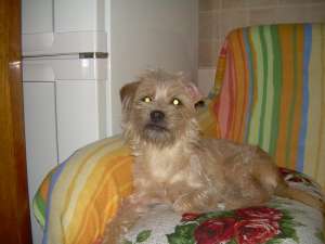 catelusa spre adoptie