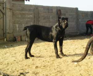 catei cane corso