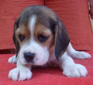puiuti beagle , 