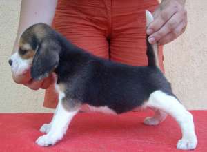 puiuti beagle , 