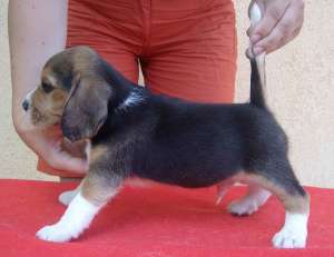 puiuti beagle , 