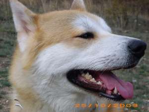 Monta-Mascul Akita inu