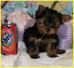 frumos Yorkshire gata să meargă la o familie minunata terrier