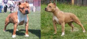 vand mascul amstaff
