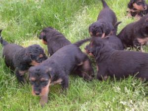 Vand catei airedale terrier