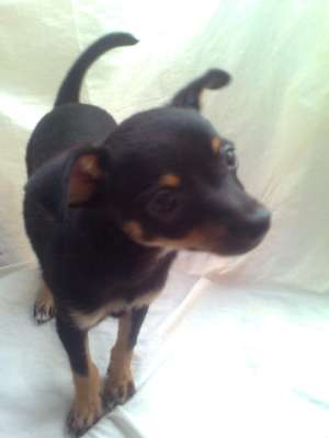Vand pUI CHIUAHUA