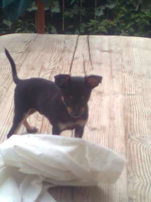 Vand pUI CHIUAHUA