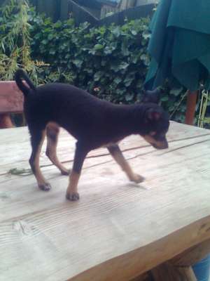 Vand pUI CHIUAHUA