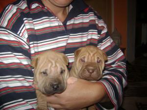 vand pui sharpei din 1 septmbrie