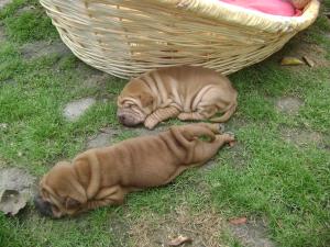 vand pui sharpei din 1 septmbrie