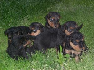 Vand catei airedale terrier