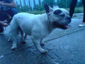 Vand pui Bulldog francez