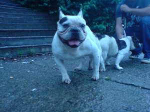 Vand pui Bulldog francez