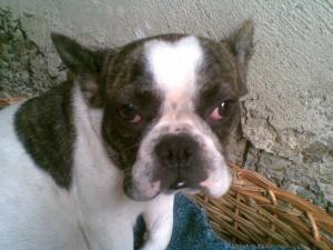 Vand pui Bulldog francez