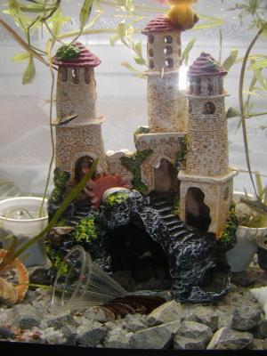 ACVARI LA COMANDA & PESTI EXOTICI PLANTE